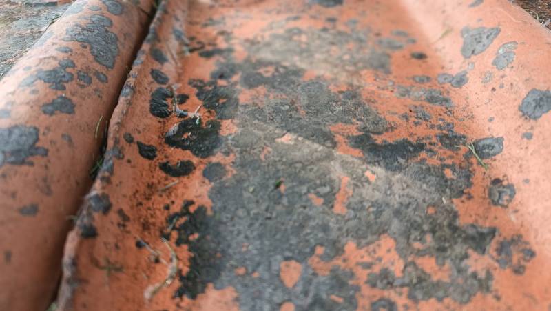 Devis gratuit d'un couvreur pour nettoyage et démoussage d'une toiture tuile avec perche et pulvérisateur sur Yport 76